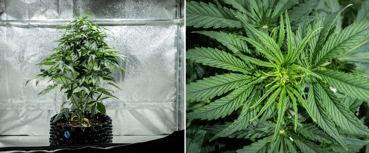 Planta de canábis Hyperion F1 durante a semana 4 do grow report, mostrando crescimento inicial de floração, forte estiramento vertical, folhagem verde saudável, locais de floração em desenvolvimento e uma estrutura vigorosa dentro de uma tenda de cultivo.