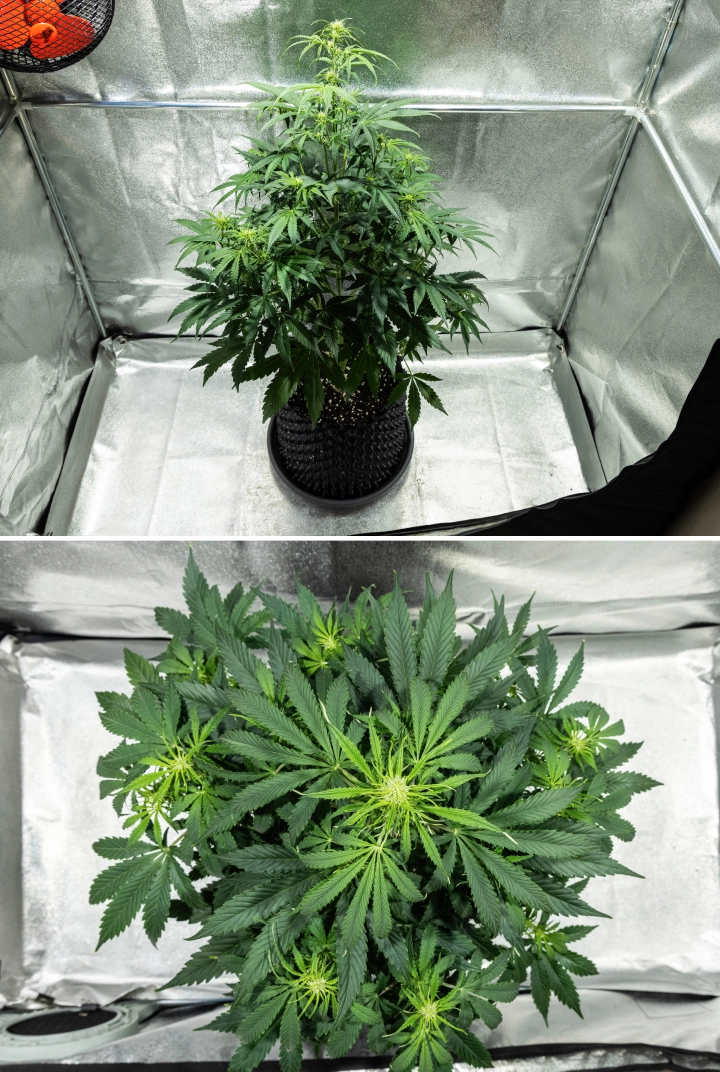 Planta de canábis Hyperion F1 durante a semana 5 do grow report, mostrando forte estiramento em floração, folhagem verde densa, vários locais de floração em desenvolvimento, ramificação vigorosa e uma copa cheia dentro de uma tenda de cultivo.