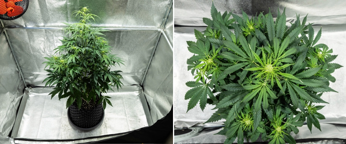 Planta de canábis Hyperion F1 durante a semana 5 do grow report, mostrando forte estiramento em floração, folhagem verde densa, vários locais de floração em desenvolvimento, ramificação vigorosa e uma copa cheia dentro de uma tenda de cultivo.
