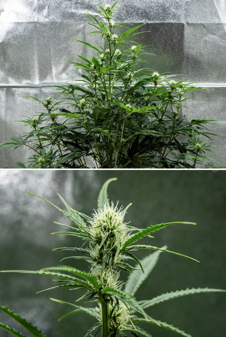 Planta de canábis Hyperion F1 durante a semana 6 do grow report, mostrando crescimento alto em floração, desenvolvimento de flores resinosas, pistilos brancos frescos, forte ramificação e folhagem verde saudável dentro de uma tenda de cultivo.