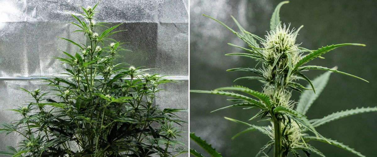 Planta de canábis Hyperion F1 durante a semana 6 do grow report, mostrando crescimento alto em floração, desenvolvimento de flores resinosas, pistilos brancos frescos, forte ramificação e folhagem verde saudável dentro de uma tenda de cultivo.
