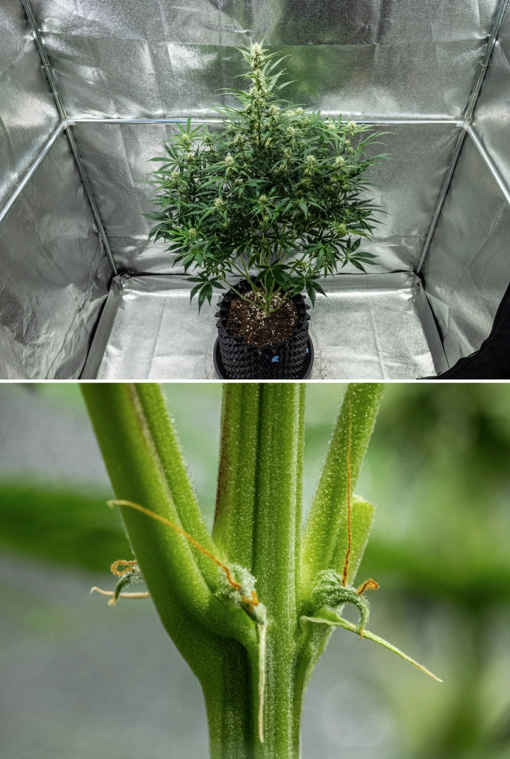 Planta de canábis Hyperion F1 durante a semana 7 do grow report, mostrando crescimento alto em floração, flores resinosas em desenvolvimento, primeiros pistilos laranja, caules fortes e sintomas visíveis de deficiência de CalMag dentro de uma tenda de cultivo.