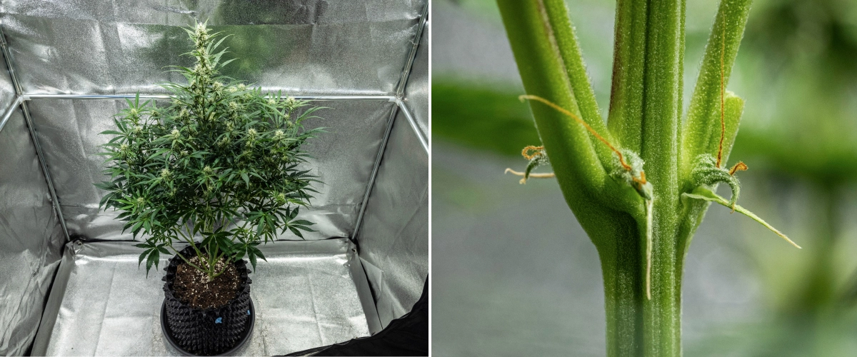 Planta de canábis Hyperion F1 durante a semana 7 do grow report, mostrando crescimento alto em floração, flores resinosas em desenvolvimento, primeiros pistilos laranja, caules fortes e sintomas visíveis de deficiência de CalMag dentro de uma tenda de cultivo.