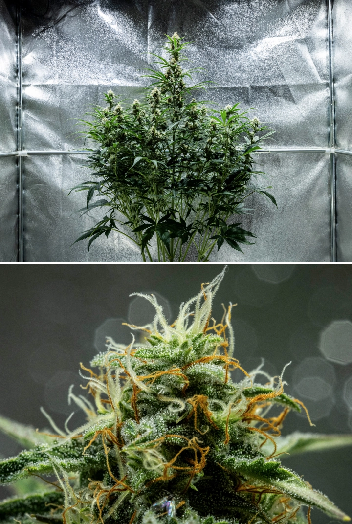 Planta de canábis Hyperion F1 durante a semana 8 do grow report, mostrando flores pegajosas e resinosas, cobertura gelada de tricomas, pistilos laranja e brancos, colas altas em floração e desenvolvimento de final de floração dentro de uma tenda de cultivo.