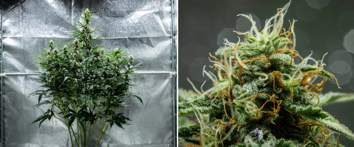 Planta de canábis Hyperion F1 durante a semana 8 do grow report, mostrando flores pegajosas e resinosas, cobertura gelada de tricomas, pistilos laranja e brancos, colas altas em floração e desenvolvimento de final de floração dentro de uma tenda de cultivo.
