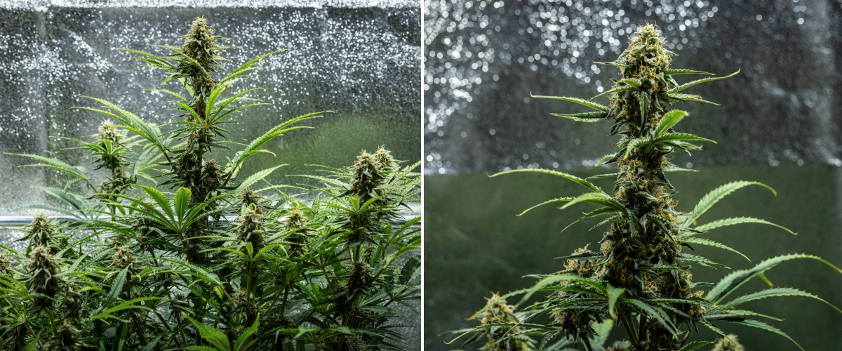 Planta de canábis Hyperion F1 durante a semana 9 do grow report, mostrando colas maduras em floração, flores resinosas, pistilos laranja, folhas a perder cor e maturação final dentro de uma tenda de cultivo.
