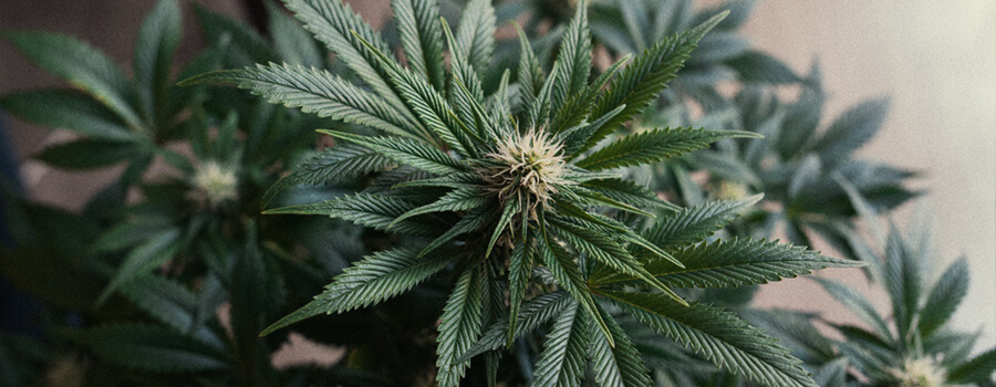 Blue Cheese Blue Cheese