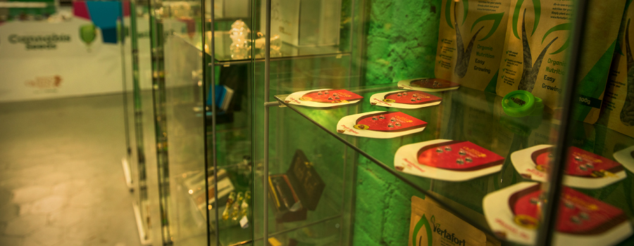 Royal Queen Seeds loja de Barcelona