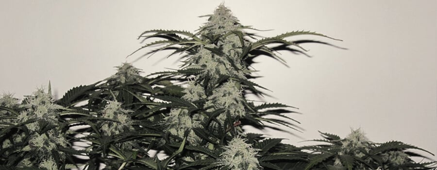 Fast Eddy Automatic CBD Fast Eddy Automatic CBD