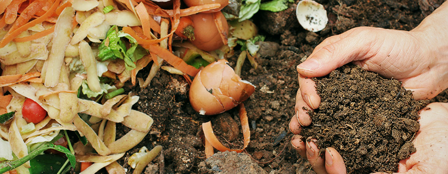 Como e Porque Criar Fertilizantes Orgânicos Caseiros