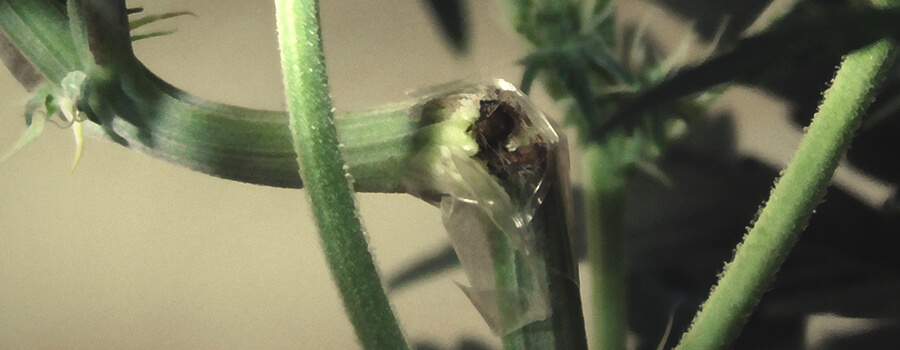 Super Cropping Cannabis Técnica Para Dobrar Ramos