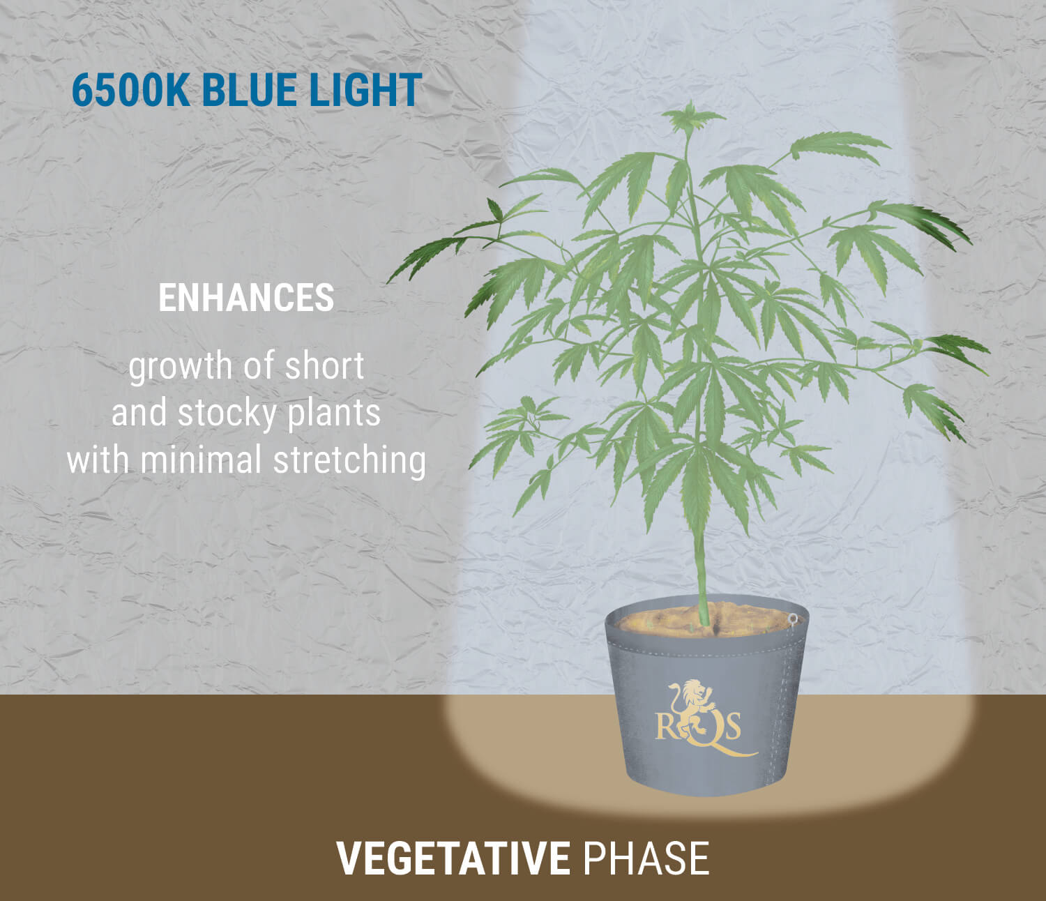 6500K blue light during veg