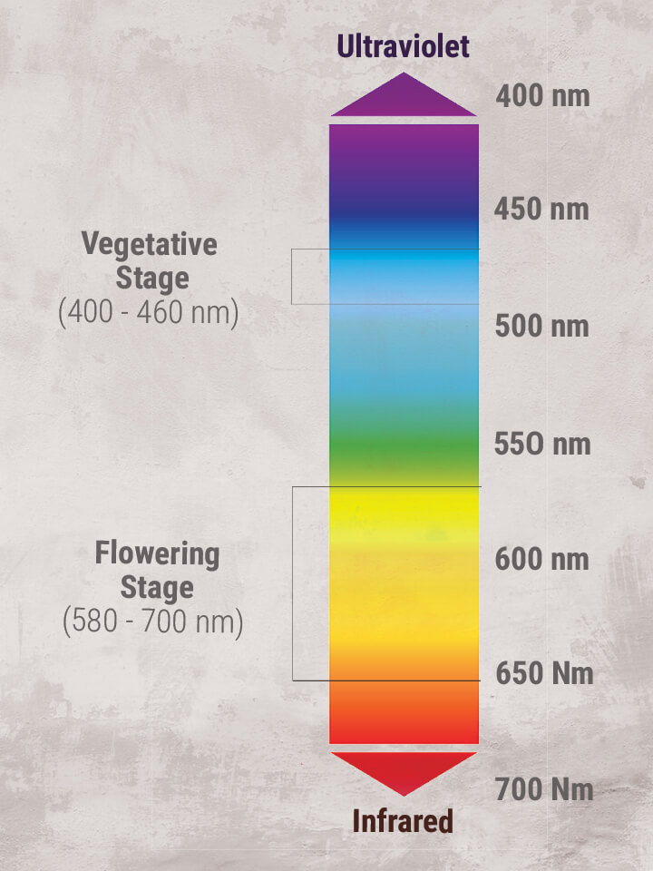 Dicas de Cultivo de Canábis: Como Configurar as Luzes de Cultivo de Interior