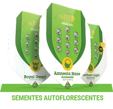 sementes-cannabis-autoflorescentes