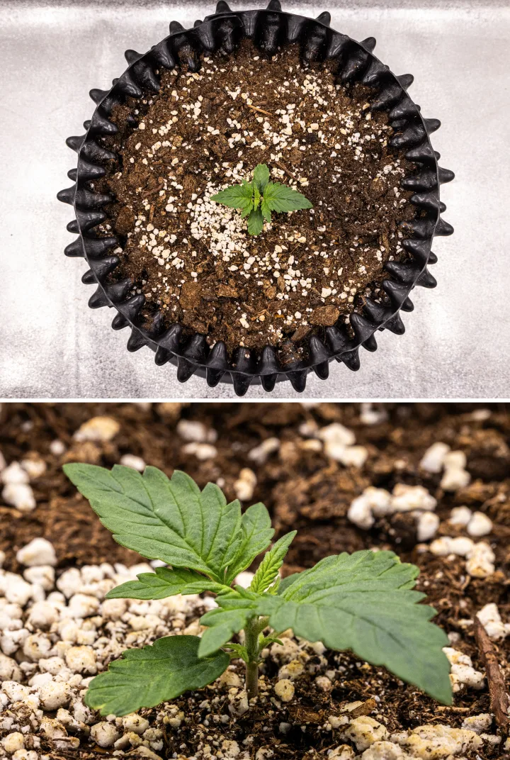 Planta de canábis NYC Sour Diesel Auto na semana 1 de crescimento vegetativo, com folhas compactas e saudáveis, ramificação inicial e desenvolvimento lento mas estável sob luz LED