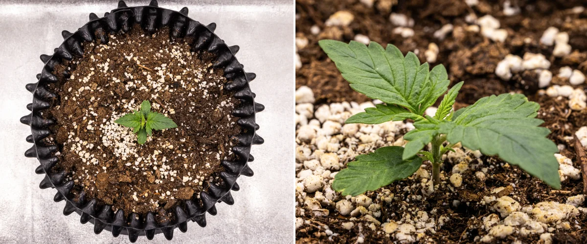 Planta de canábis NYC Sour Diesel Auto na semana 1 de crescimento vegetativo, com folhas compactas e saudáveis, ramificação inicial e desenvolvimento lento mas estável sob luz LED