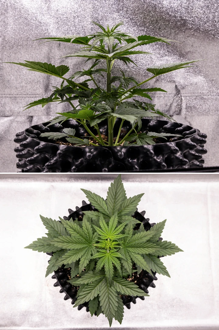 Planta de canábis NYC Sour Diesel Auto na semana 3 de crescimento vegetativo, atingindo cerca de 38 cm, com crescimento vertical vigoroso, estrutura ereta, nós inferiores compactos e pré-flores claramente visíveis sob luz LED