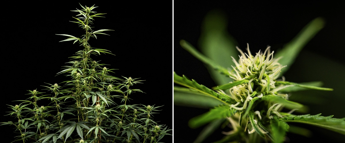 Planta de canábis NYC Sour Diesel Auto na semana 5 de floração, atingindo cerca de 120 cm, com alongamento contínuo, locais de flores a expandirem-se por toda a copa e formação constante de flores fora da tenda de cultivo