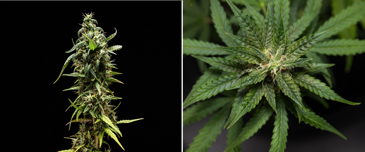 Planta de canábis NYC Sour Diesel Auto na semana 8 de floração com tricomas leitosos, flores compactas e aromáticas, forte produção de resina e uma cola superior ligeiramente menos madura perto da colheita