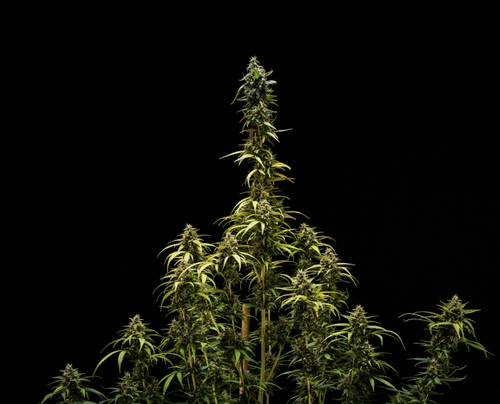 Resultados finais de NYC Sour Diesel Auto