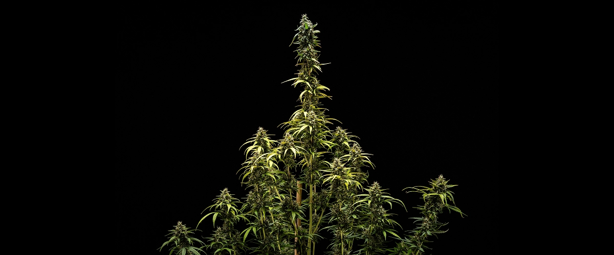 Resultados finais de NYC Sour Diesel Auto