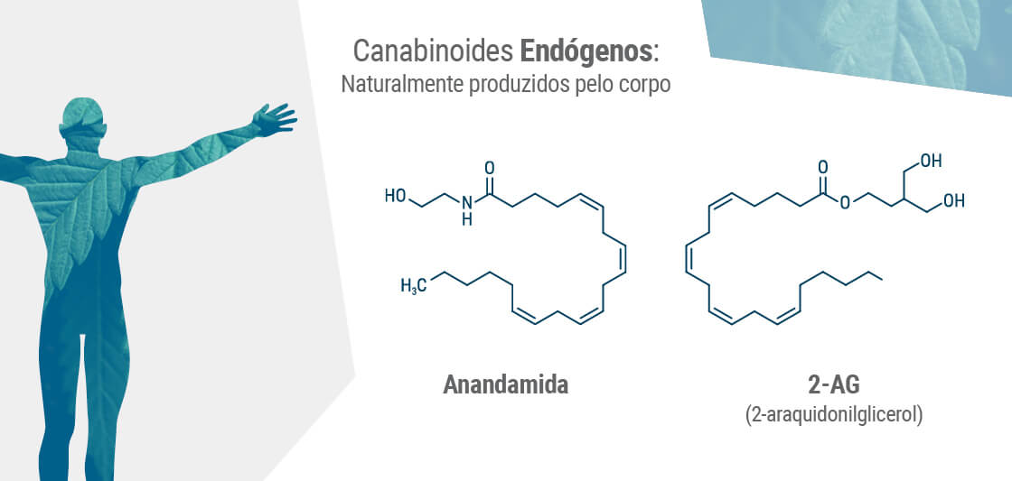 Os dois principais endocanabinoides no corpo são a anandamida e a 2-AG.