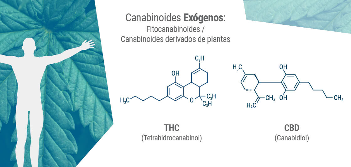 Os fitocanabinoides partilham frequentemente uma estrutura molecular similar com os nossos próprios endocanabinoides