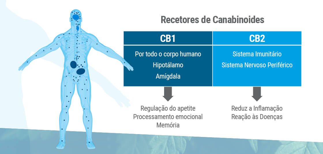 O sistema endocanabinoide apresenta dois tipos principais de recetores: CB1 e CB2