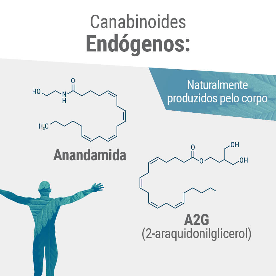 Os dois principais endocanabinoides no corpo são a anandamida e a 2-AG.