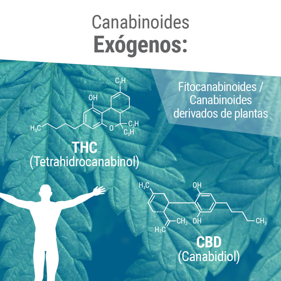 Os fitocanabinoides partilham frequentemente uma estrutura molecular similar com os nossos próprios endocanabinoides