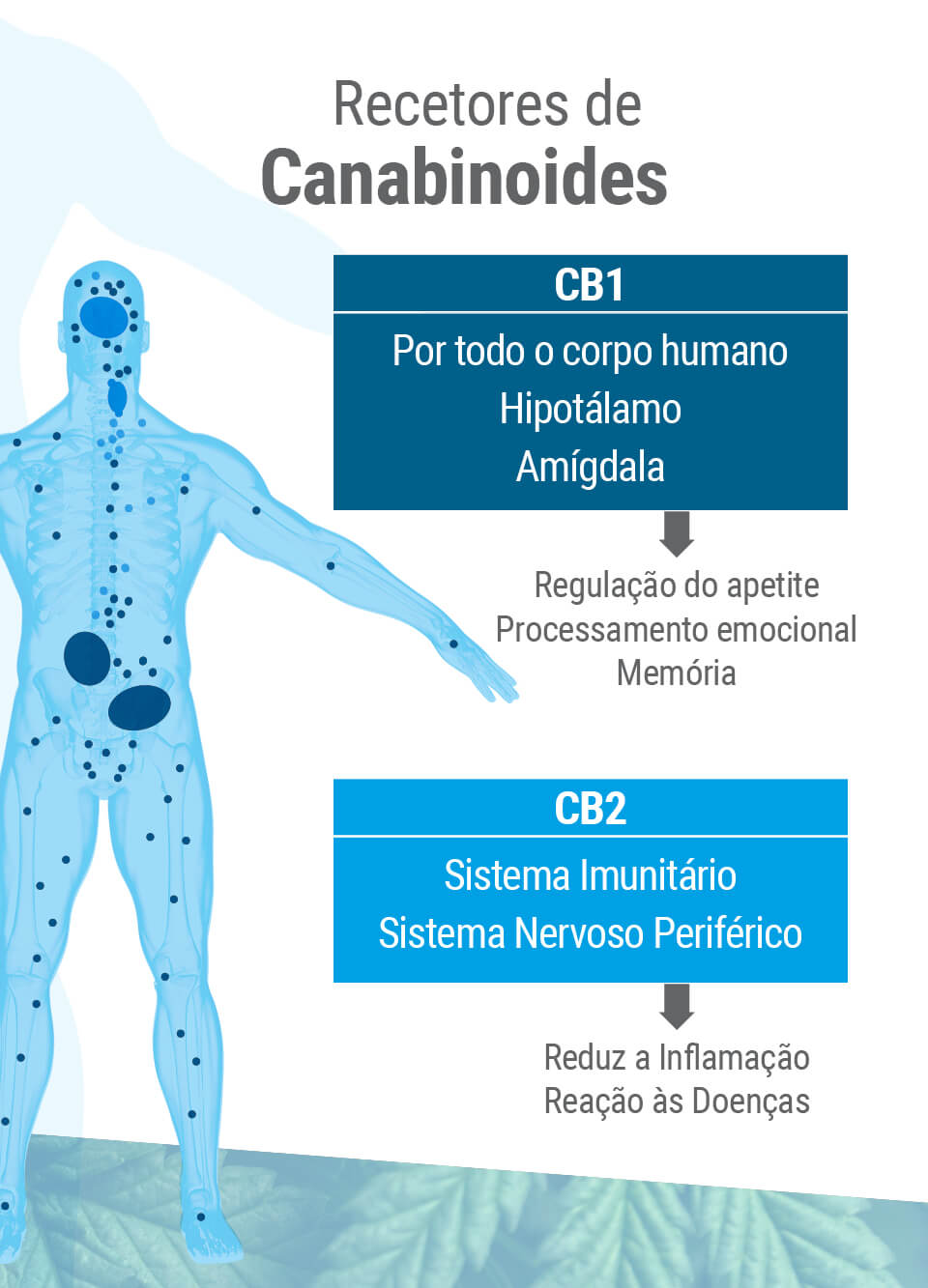O sistema endocanabinoide apresenta dois tipos principais de recetores: CB1 e CB2