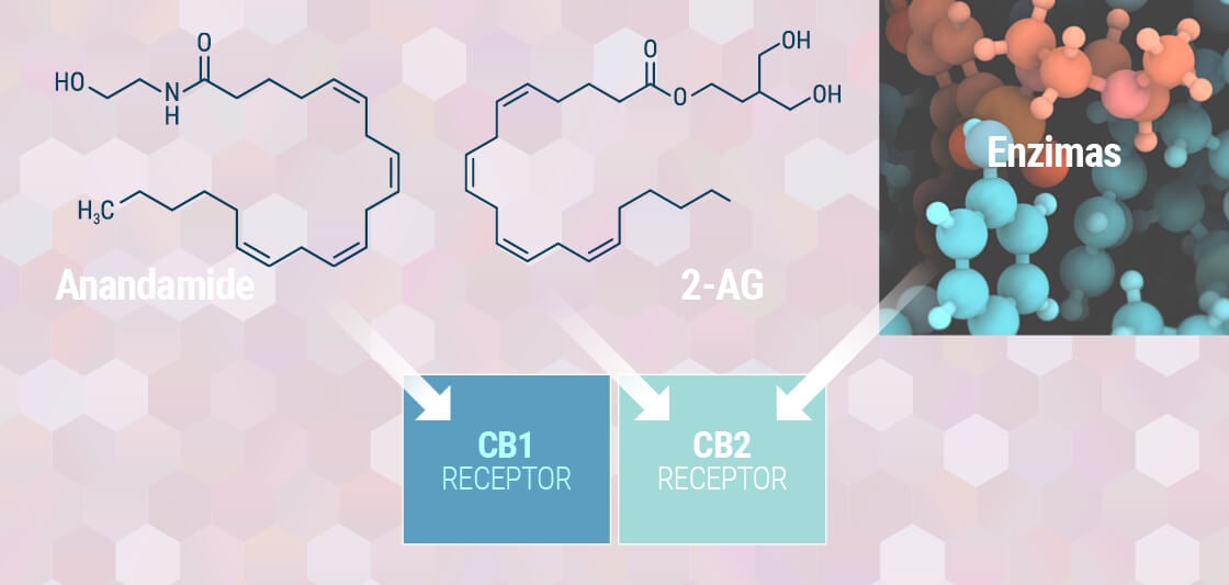 Compreender O Sistema Endocanabinoide