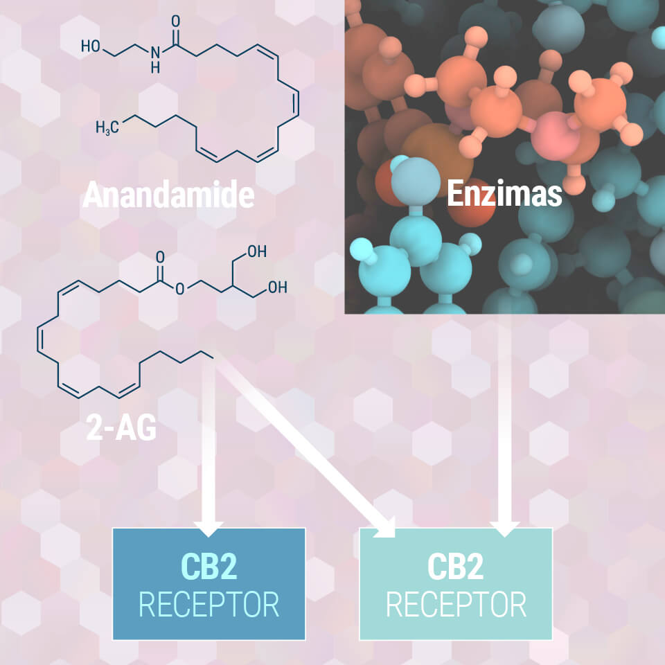 Compreender O Sistema Endocanabinoide