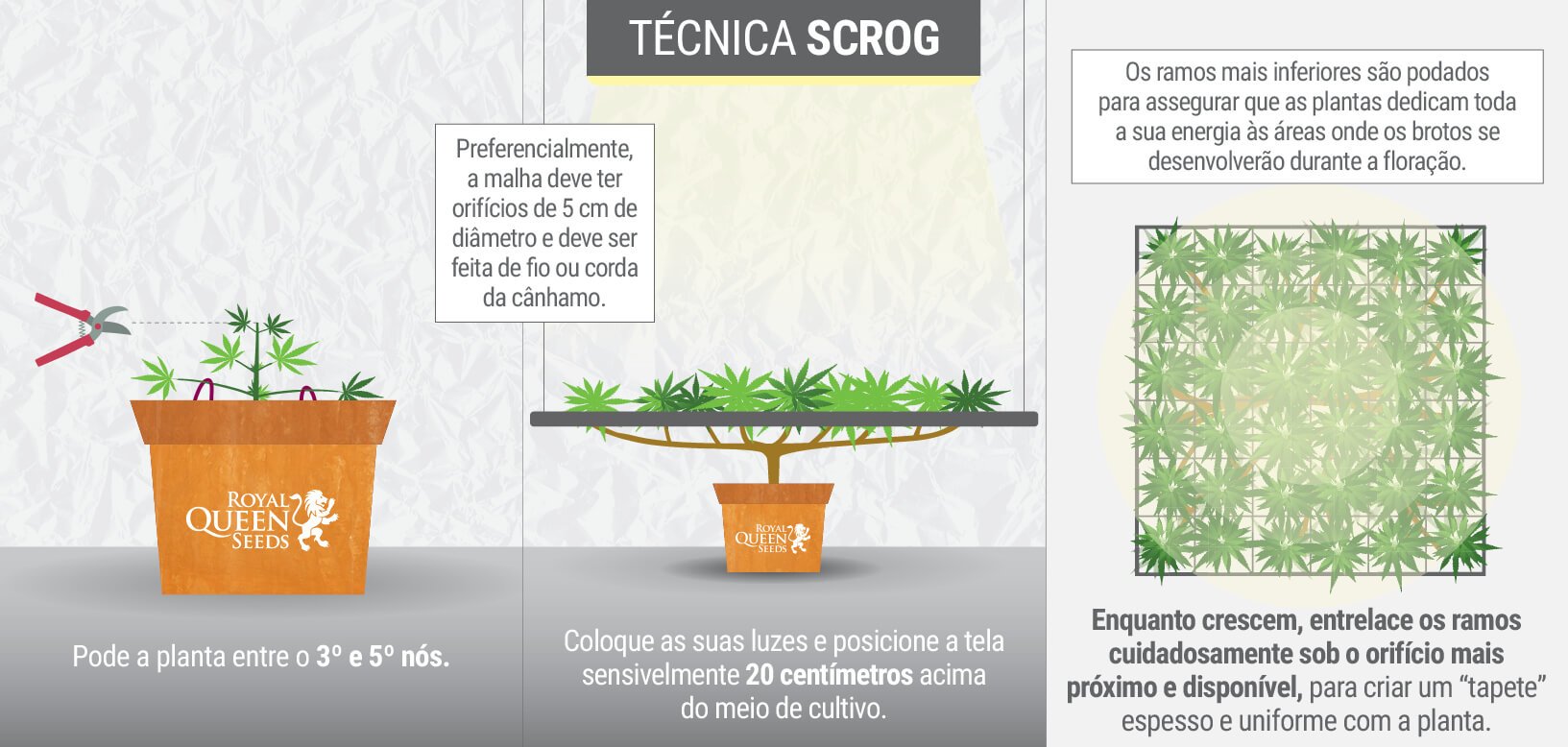 O QUE É A TÉCNICA SCROG?