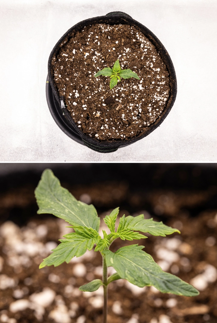 Grow report Royal Creamatic: semana 1, crescimento da plântula Plântula de canábis Royal Creamatic na semana 1, mostrando crescimento inicial, folhas verdes, ligeira deformação das folhas e solo rico em perlite.