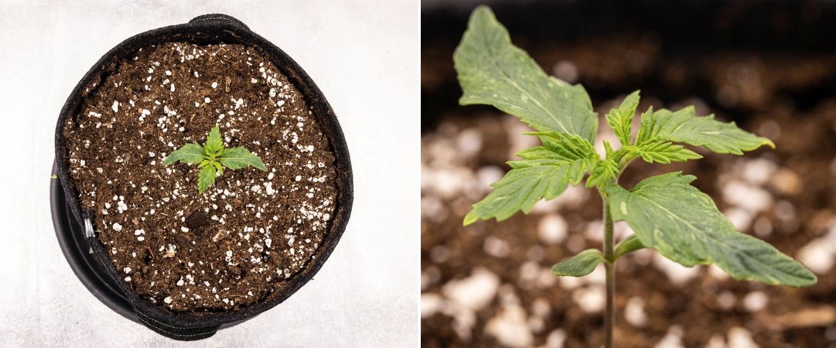 Grow report Royal Creamatic: semana 1, crescimento da plântula Plântula de canábis Royal Creamatic na semana 1, mostrando crescimento inicial, folhas verdes, ligeira deformação das folhas e solo rico em perlite.