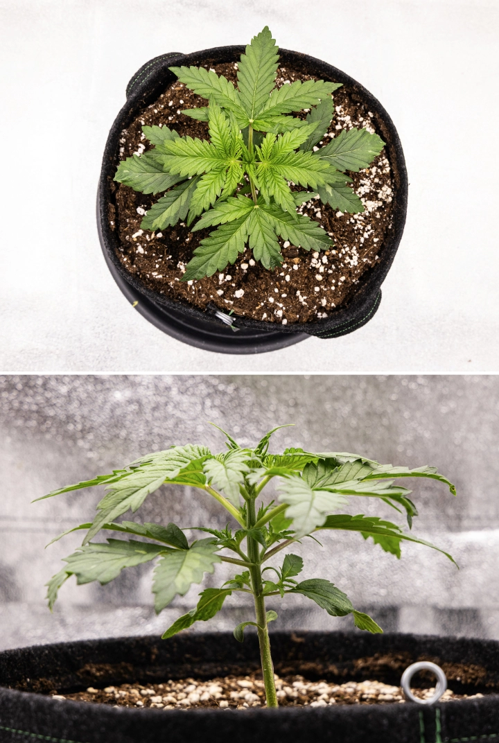 Grow report Royal Creamatic: semana 2, crescimento vegetativo Planta de canábis Royal Creamatic na semana 2, mostrando crescimento vegetativo compacto, folhas verdes saudáveis, entrenós curtos e solo rico em perlite.