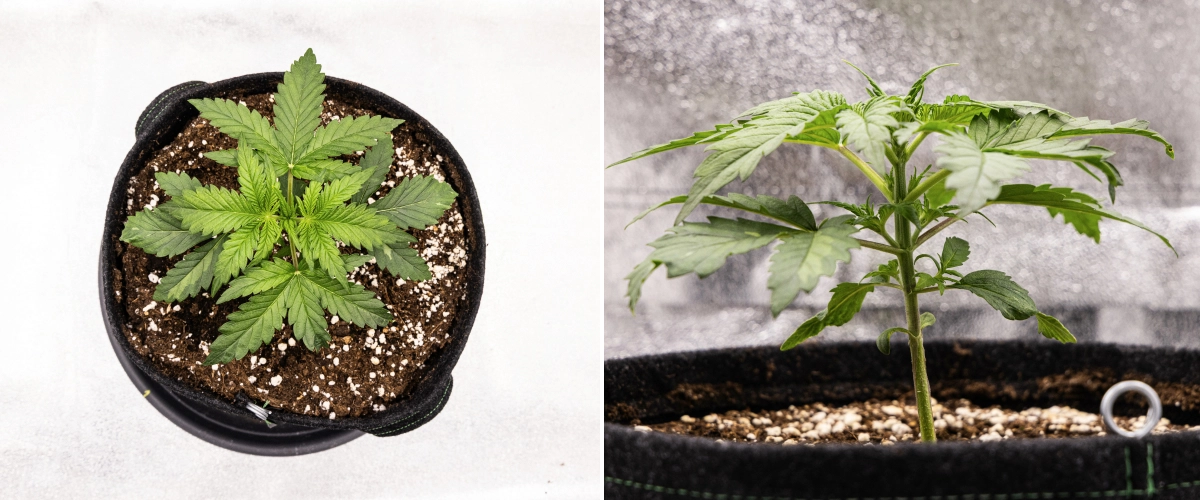 Grow report Royal Creamatic: semana 2, crescimento vegetativo Planta de canábis Royal Creamatic na semana 2, mostrando crescimento vegetativo compacto, folhas verdes saudáveis, entrenós curtos e solo rico em perlite.