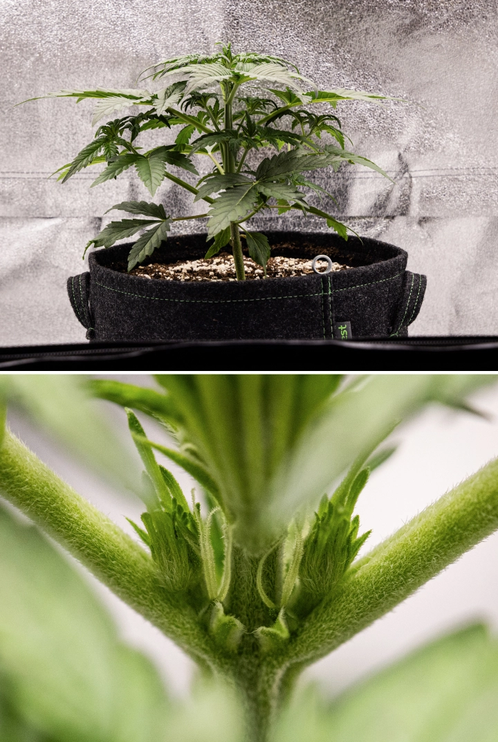 Grow report Royal Creamatic: semana 3, crescimento de pré-floração Planta de canábis Royal Creamatic na semana 3, mostrando crescimento compacto, folhagem saudável, pré-flores visíveis e um caule jovem forte.
