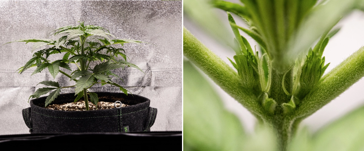 Grow report Royal Creamatic: semana 3, crescimento de pré-floração Planta de canábis Royal Creamatic na semana 3, mostrando crescimento compacto, folhagem saudável, pré-flores visíveis e um caule jovem forte.