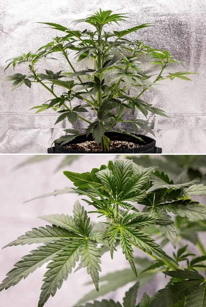 Grow report Royal Creamatic: semana 4, início da floração Planta de canábis Royal Creamatic na semana 4, mostrando início da floração, folhagem verde saudável, pistilos frescos e forte desenvolvimento dos ramos.