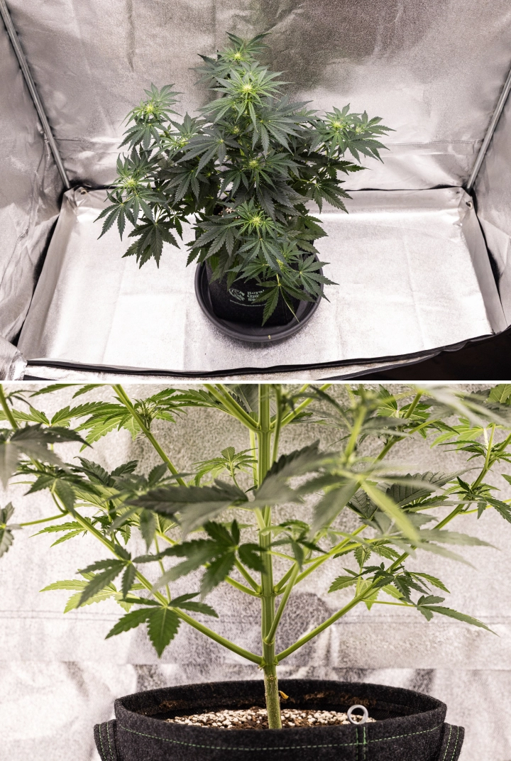 Grow report Royal Creamatic: semana 5, desenvolvimento das flores Planta de canábis Royal Creamatic na semana 5, mostrando flores em desenvolvimento, folhagem verde saudável, ramos fortes e uma estrutura de floração equilibrada.