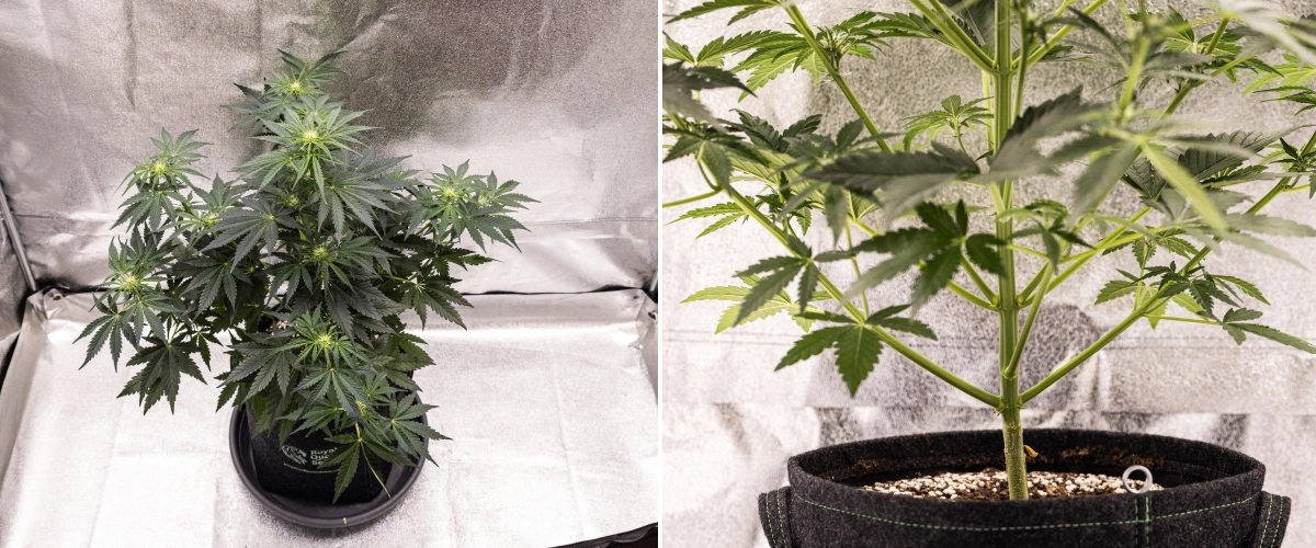Grow report Royal Creamatic: semana 5, desenvolvimento das flores Planta de canábis Royal Creamatic na semana 5, mostrando flores em desenvolvimento, folhagem verde saudável, ramos fortes e uma estrutura de floração equilibrada.