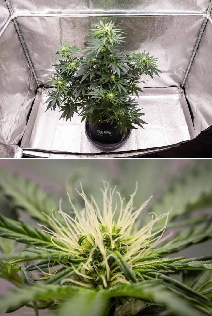 Grow report Royal Creamatic: semana 6, produção de resina Planta de canábis Royal Creamatic na semana 6, mostrando flores resinosas, pistilos brancos, folhagem saudável e uma cola principal pronunciada.