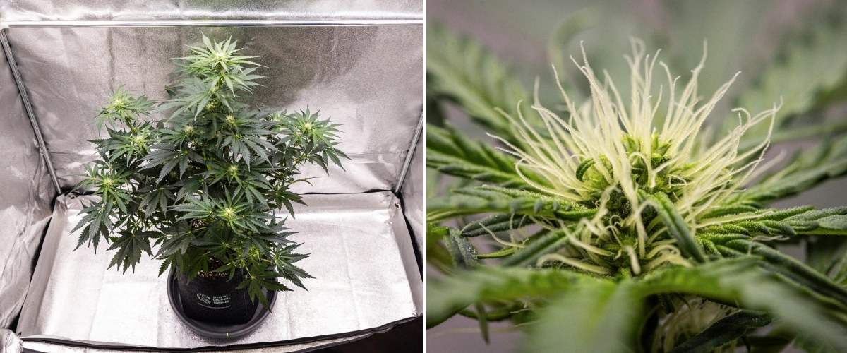 Grow report Royal Creamatic: semana 6, produção de resina Planta de canábis Royal Creamatic na semana 6, mostrando flores resinosas, pistilos brancos, folhagem saudável e uma cola principal pronunciada.