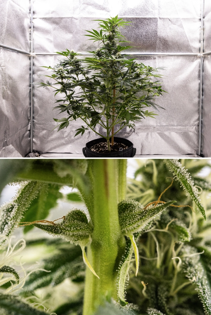 Grow report Royal Creamatic: semana 7, forte produção de tricomas Planta de canábis Royal Creamatic na semana 7, mostrando flores geladas, forte cobertura de tricomas, pistilos brancos e folhagem verde saudável.
