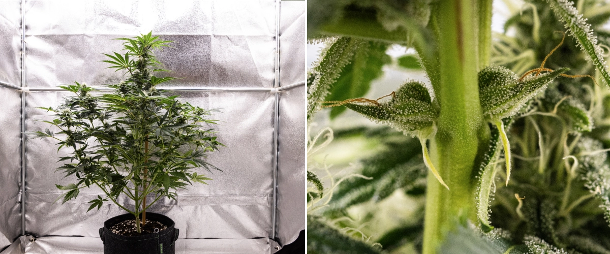 Grow report Royal Creamatic: semana 7, forte produção de tricomas Planta de canábis Royal Creamatic na semana 7, mostrando flores geladas, forte cobertura de tricomas, pistilos brancos e folhagem verde saudável.