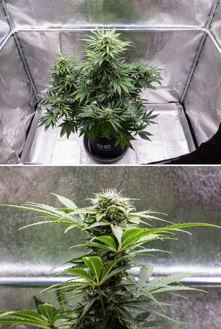 Grow report Royal Creamatic: semana 8, flores densas e pegajosas Planta de canábis Royal Creamatic na semana 8, mostrando flores densas e pegajosas, tricomas gelados, pistilos brancos e folhas verdes saudáveis.