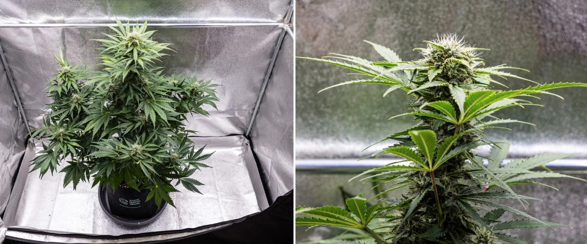 Grow report Royal Creamatic: semana 8, flores densas e pegajosas Planta de canábis Royal Creamatic na semana 8, mostrando flores densas e pegajosas, tricomas gelados, pistilos brancos e folhas verdes saudáveis.