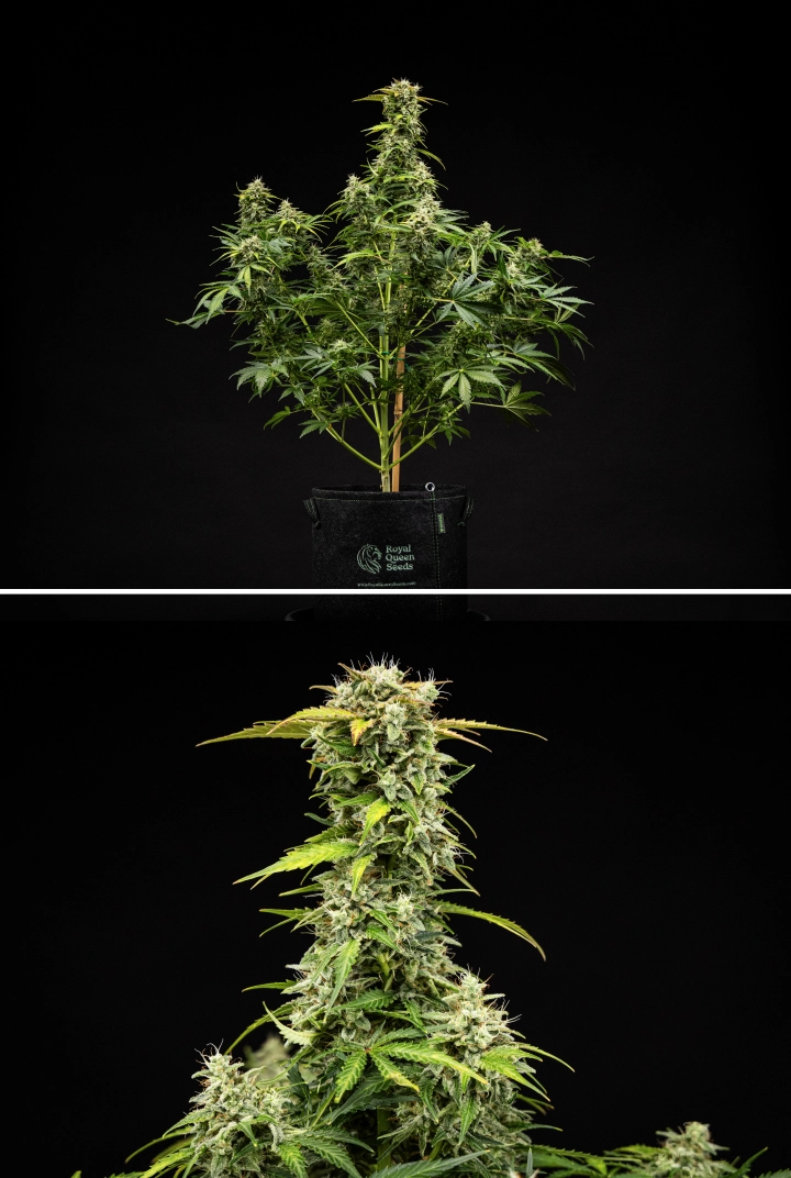 Grow report Royal Creamatic: semana 9, flores prontas para a colheita Planta de canábis Royal Creamatic na semana 9, mostrando flores prontas para a colheita, tricomas gelados, pistilos brancos e uma cola principal forte.